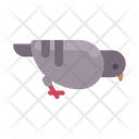 Eating Pigeon  Icon