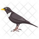 Egyptian Plover Black Bird Bird Icon
