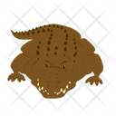 Elegator Crocodile Sea Icon