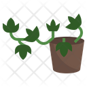 English Ivy Flower Plant Icon