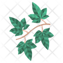 English Ivy Leaf Icon