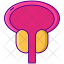 Enlarged Prostate Icon