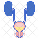 Enlarged Prostate Enlarged Gland Icon