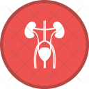 Excretory Anatomy Medical Icon