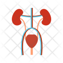 Excretory Anatomy Medical Icon