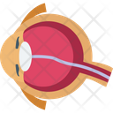 Eye Eyeball Internal Icon