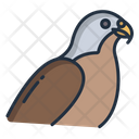 Falcon Birds Bird Icon