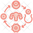 Fertility Cycle Icon