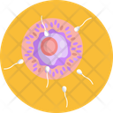 Human Anatomy Fertilization Sperm Icon