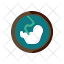Fetus Pregnant Evolution Icon