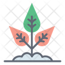 Ficus Plant Icon