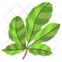 Fig Leaf Icon