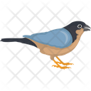 Bird Fringillidae Haemorhous Mexicanus Icon