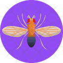 Fruit Fly  Icon