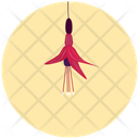Fuchsia Icon