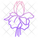 Fuchsia Icon