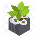 Gardenias Plant Icon