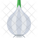 Garlic Allium Sativum Icon