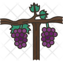 Grapevine Icon