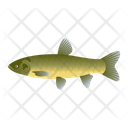 Grass Fish Icon