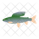 Grayling Fish Icon