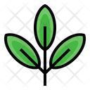 Green Tea Sprout Organic Icon