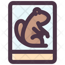 Groundhog Photo Icon