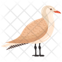 Seagull Gull Larus Argentatus Icon
