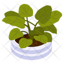 Heart Philodendron Icon
