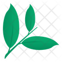 Herbs Plants Popular Leaves Icon