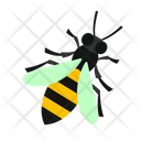 Honey Bee Bee Insect Icon