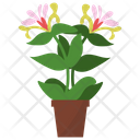 Honeysuckle Potted Plant Icon
