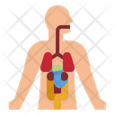 Human Anatomy  Icon