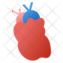 Human Heart Icon