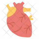 Cardiology Human Heart Icon