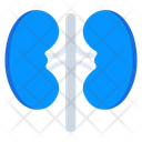 Human Kidney Urinary Bladder Urinary Tract Icon