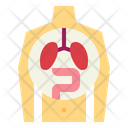 Human Organ Icon