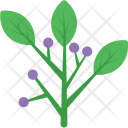 Hyacinth  Icon