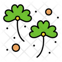 Irish Clover Icon