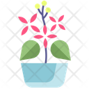 Ixora Plant Ixora Pot Ixora Icon