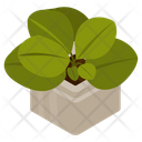 Jade Plant Icon