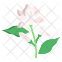 Jasmin Flower Blossom Icon