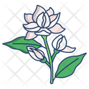Jasmin Flower Blossom Icon