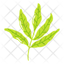 Blatt Eschenblatt Buchenblatt Symbol