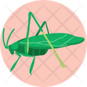Katydid Insect Bug Icon