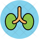 Kidney Human Organ Icon