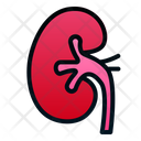 Kidney Icon