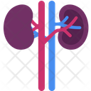 Kidney Excretory System Healthy Icon
