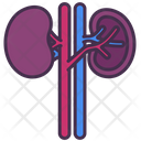 Kidney Organ Internal Icon
