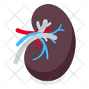 Kidney Icon